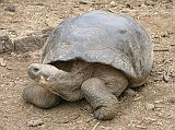Galapagos 5-1-06 Puerto Ayora Darwin Research Station Tortoise With Dome Shell We also saw the dome shelled tortoises at the Darwin Research Station. The star giant tortoise, Lonesome George, didn�t come out when we visited. He is the last of the Pinta tortoises, found in 1971 and transferred to the Darwin Research Station.
